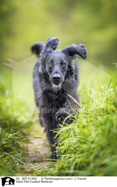 schwarzer Flat Coated Retriever / black Flat Coated Retriever / JEP-01482