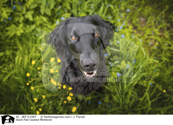 schwarzer Flat Coated Retriever / black Flat Coated Retriever / JEP-01487