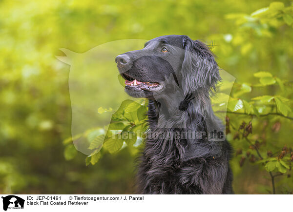 black Flat Coated Retriever / JEP-01491