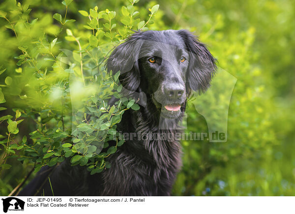 schwarzer Flat Coated Retriever / black Flat Coated Retriever / JEP-01495