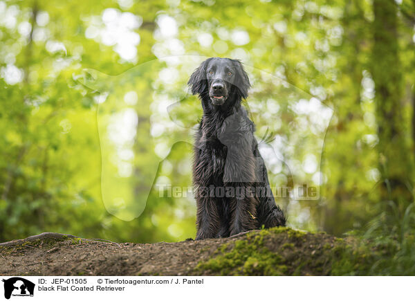 schwarzer Flat Coated Retriever / black Flat Coated Retriever / JEP-01505