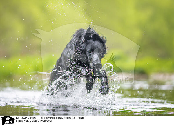 schwarzer Flat Coated Retriever / black Flat Coated Retriever / JEP-01507