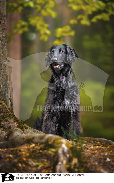 black Flat Coated Retriever / JEP-01509