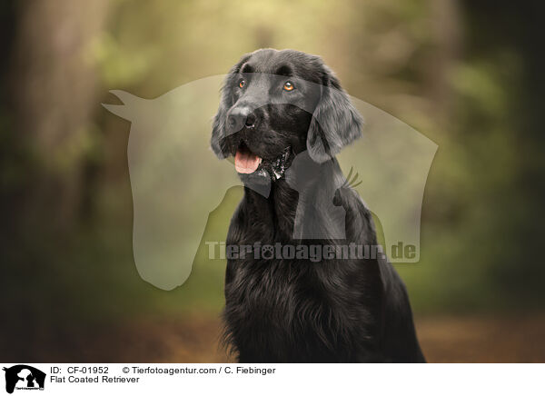 Flat Coated Retriever / CF-01952