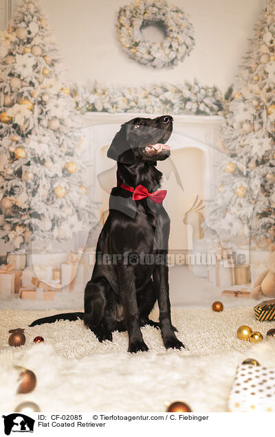 Flat Coated Retriever / Flat Coated Retriever / CF-02085