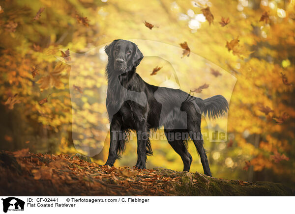 Flat Coated Retriever / Flat Coated Retriever / CF-02441