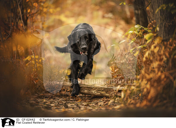 Flat Coated Retriever / Flat Coated Retriever / CF-02442