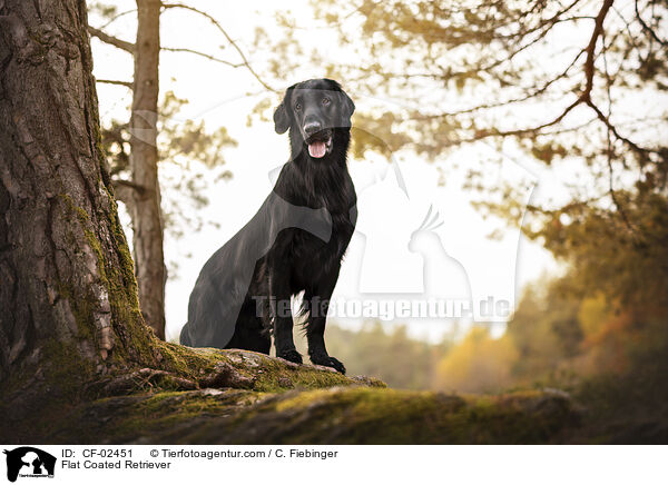 Flat Coated Retriever / Flat Coated Retriever / CF-02451