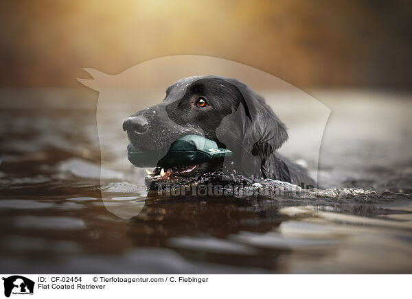 Flat Coated Retriever / Flat Coated Retriever / CF-02454