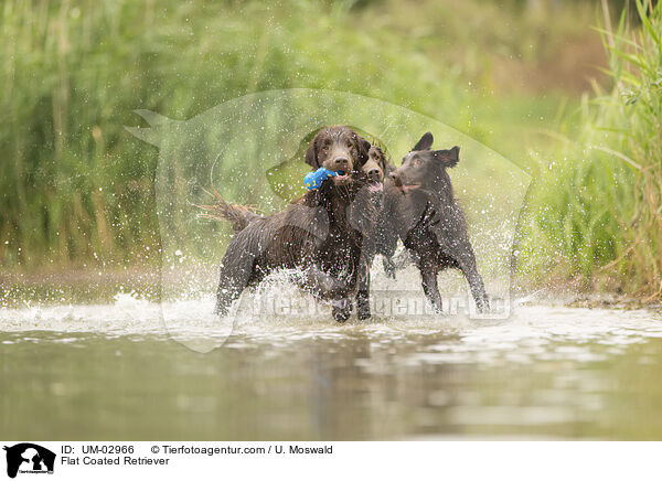 Flat Coated Retriever / Flat Coated Retriever / UM-02966