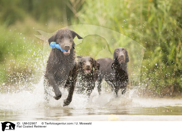 Flat Coated Retriever / Flat Coated Retriever / UM-02967