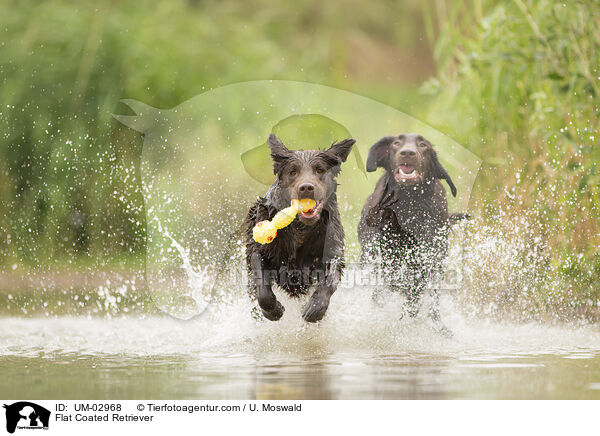 Flat Coated Retriever / Flat Coated Retriever / UM-02968