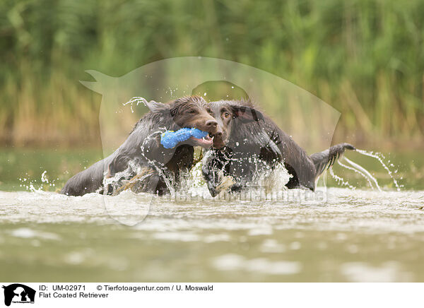 Flat Coated Retriever / Flat Coated Retriever / UM-02971