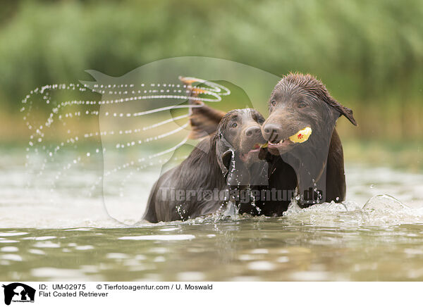 Flat Coated Retriever / Flat Coated Retriever / UM-02975