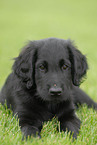 Flat Coated Retriever puppy