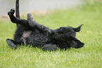 Flat Coated Retriever puppy