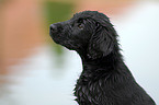 Flat Coated Retriever puppy