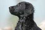 Flat Coated Retriever puppy