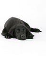 Flat Coated Retriever puppy