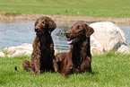 Flat Coated Retriever