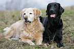 Flat Coated and Golden Retriever