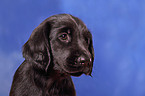 Flat Coated Retriever Puppy