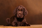 Flat Coated Retriever Puppy