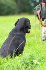 Flat Coated Retriever