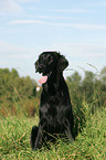 Flat Coated Retriever