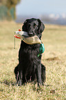 Flat Coated Retriever