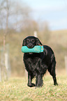 playing Flat Coated Retriever