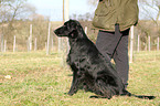 Flat Coated Retriever