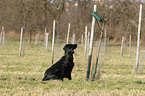 Flat Coated Retriever