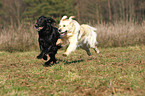 2 running Retrievers