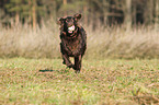 playing Flat Coated Retriever