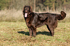 Flat Coated Retriever