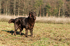 Flat Coated Retriever