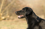 Flat Coated Retriever Portrait