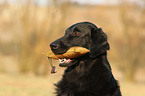 retrieving Flat Coated Retriever