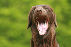 Flat Coated Retriever Portrait