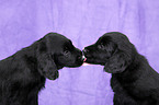 Flat Coated Retriever Puppies