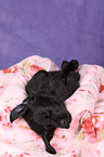 Flat Coated Retriever Puppy