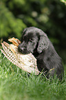 Flat Coated Retriever Puppy