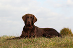 lying Flat Coated Retriever