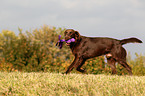 playing Flat Coated Retriever