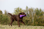 playing Flat Coated Retriever