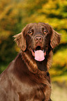 Flat Coated Retriever Portrait