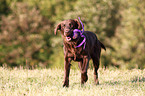 playing Flat Coated Retriever