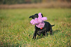 Flat Coated Retriever Puppy