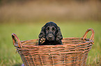 Flat Coated Retriever Puppy